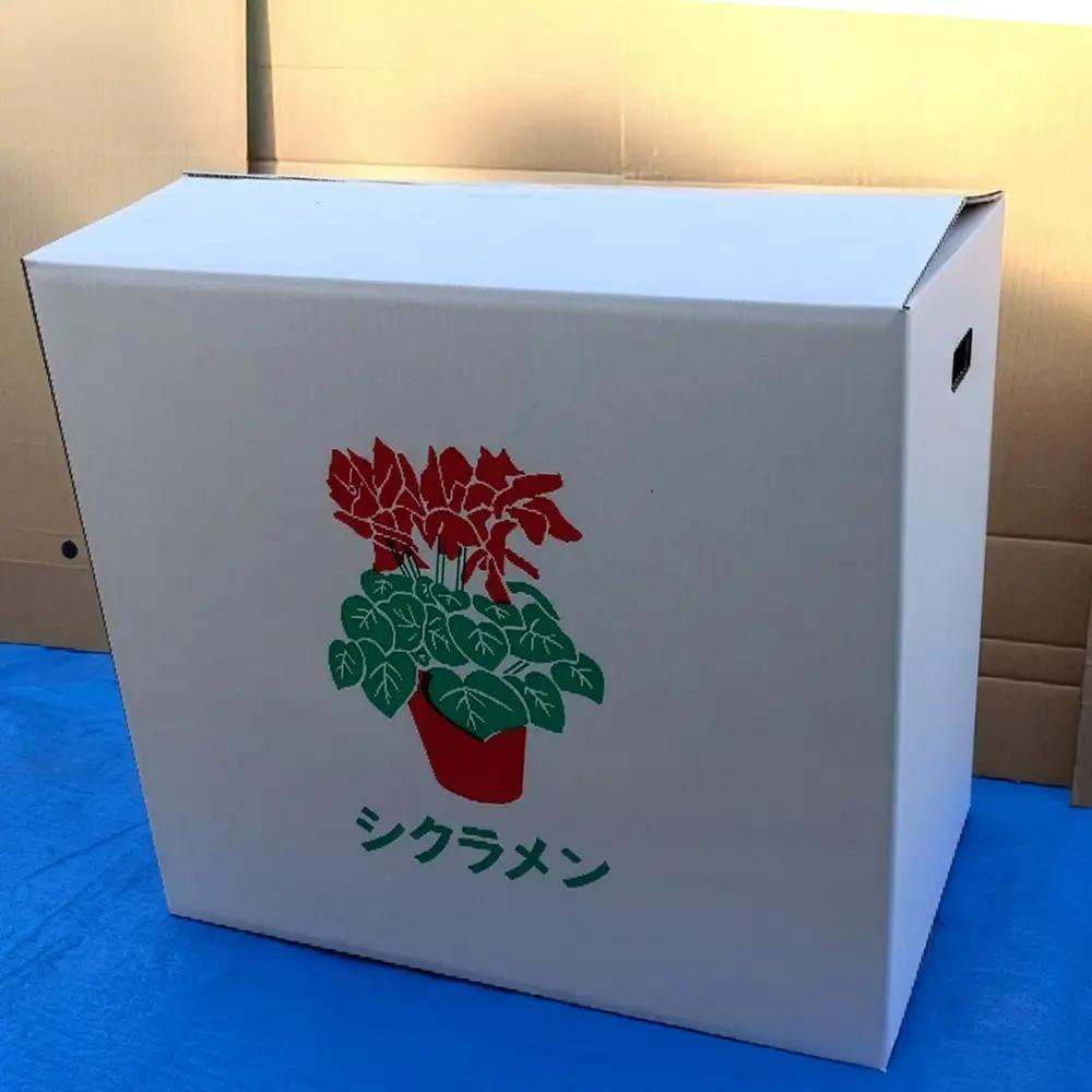 特選シクラメン6号2鉢入＜色お任せ＞　【12203-0436-3】