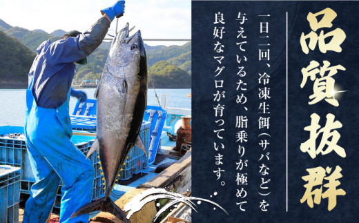 【全6回定期便】対馬産 本マグロ 中トロ 300g & 旬の干物 2種 《対馬市》【対海】 [WAH010] マグロ まぐろ 鮪 本鮪 本マグロ 養殖 トロ 中トロ 中とろ 刺身 干物 旬 魚 地魚 