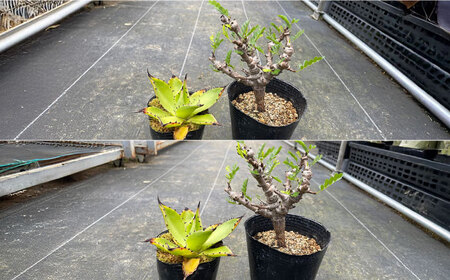 センナ メリディオナリス ＆ アガベ チアペンシス　各１株 長与町/アグリューム[EAI307]