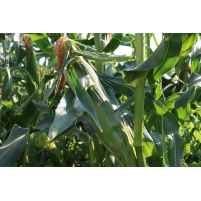 京都府久御山町 とうもろこし バイカラー 10本 朝採れコーン【配送不可地域：離島・北海道・沖縄県・東北】