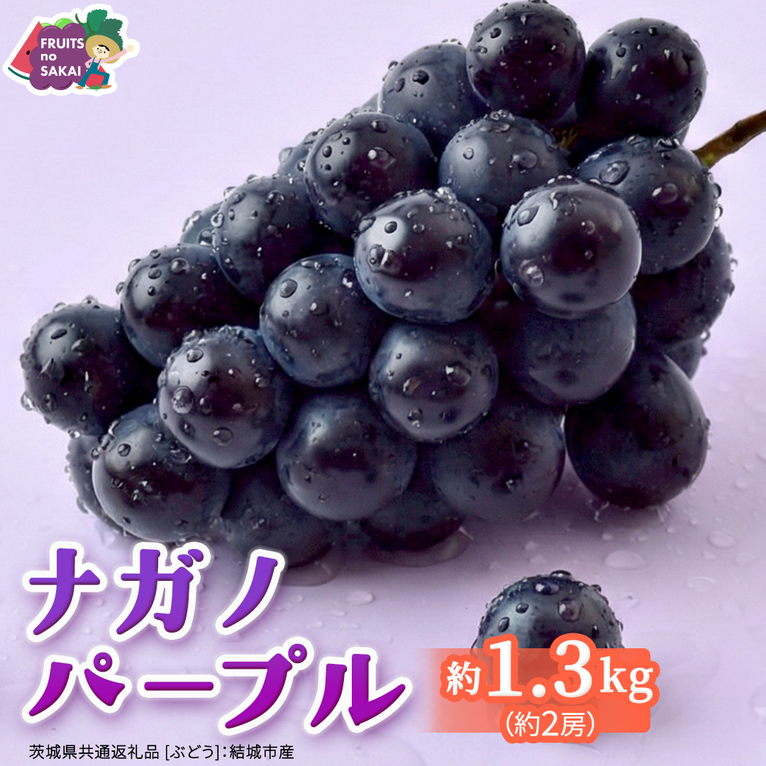 ナガノパープル 約1.3kg （約2房）【2026年8月より発送開始】（茨城県共通返礼品 [ぶどう]：結城市産） ぶどう ブドウ 葡萄 ナガノパープル 種なし 皮ごと 高級 国産 黒ぶどう 旬 お取り