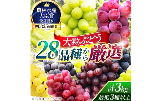 【2026年先行予約】28種の大粒品種から届く「秋の大粒ぶどう宝石箱」（シャインマスカット1房含む）約3kg（9月中旬～下旬発送分）|ぶどう 詰合せ 希少 セット 大粒  残暑見舞い 敬老の日 葡萄 ブドウ 果物 フルーツ くだもの 大阪 贈答 プレゼント