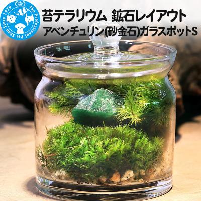 ふるさと納税 邑楽町 苔テラリウム 鉱石 アベンチュリン(砂金石)ガラスポットS 説明書付|09_chm-bo0101