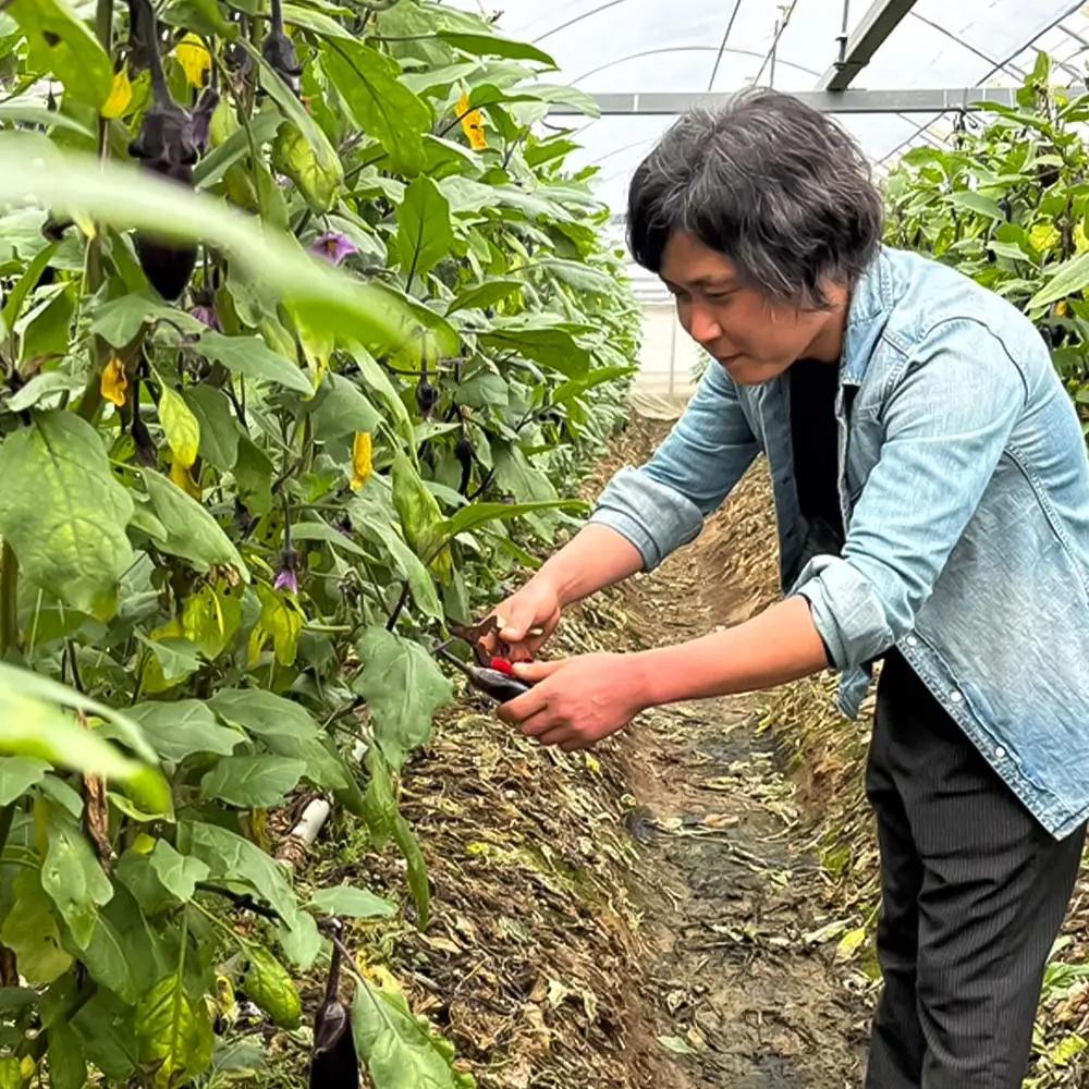 訳あり高知県産の朝どれナス 5kg 茄子 なす 新鮮 朝採れ 野菜 夏野菜 柔らかい 甘い おいしい 生鮮食品 食品 食べ物 浅漬け 煮浸し 国産 お取り寄せ