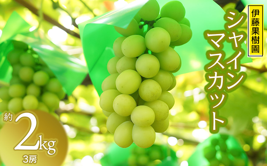 【令和8年産先行予約】鶴岡市産ぶどう シャインマスカット　約2kg（3房）　伊藤果樹園