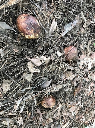 長野市収穫　松茸　約1kg（8～15本） |  まつたけ きのこ キノコ 秋の味覚 食材 人気 おすすめ  送料無料  長野県 長野市 信州 信濃 ふるさと納税