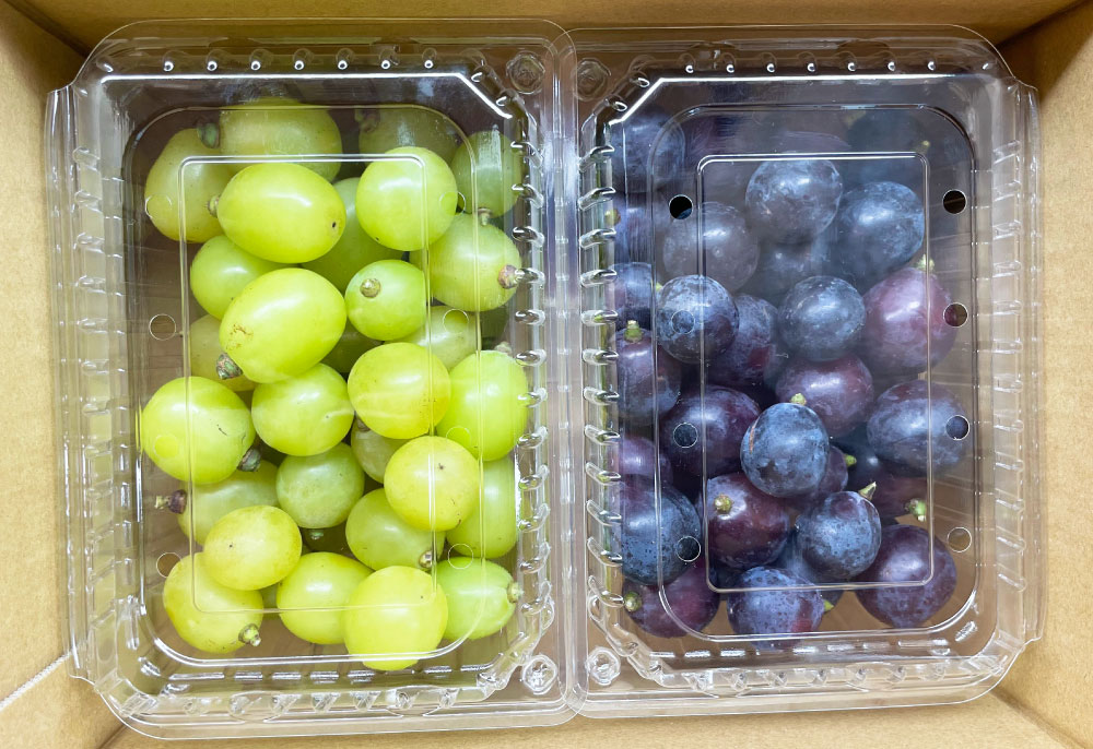 【ふるさと納税】【数量限定】粒パック訳ありシャインマスカット&BKシードレス 計約1kg（約500g×2パック（各1パック）） 2種類セット ぶどう ブドウ 葡萄 フルーツ くだもの 果物 果実 大分県産 国産 九州 大分県 竹田市 送料無料 【2026年8月下旬～11月上旬発送開始予定】