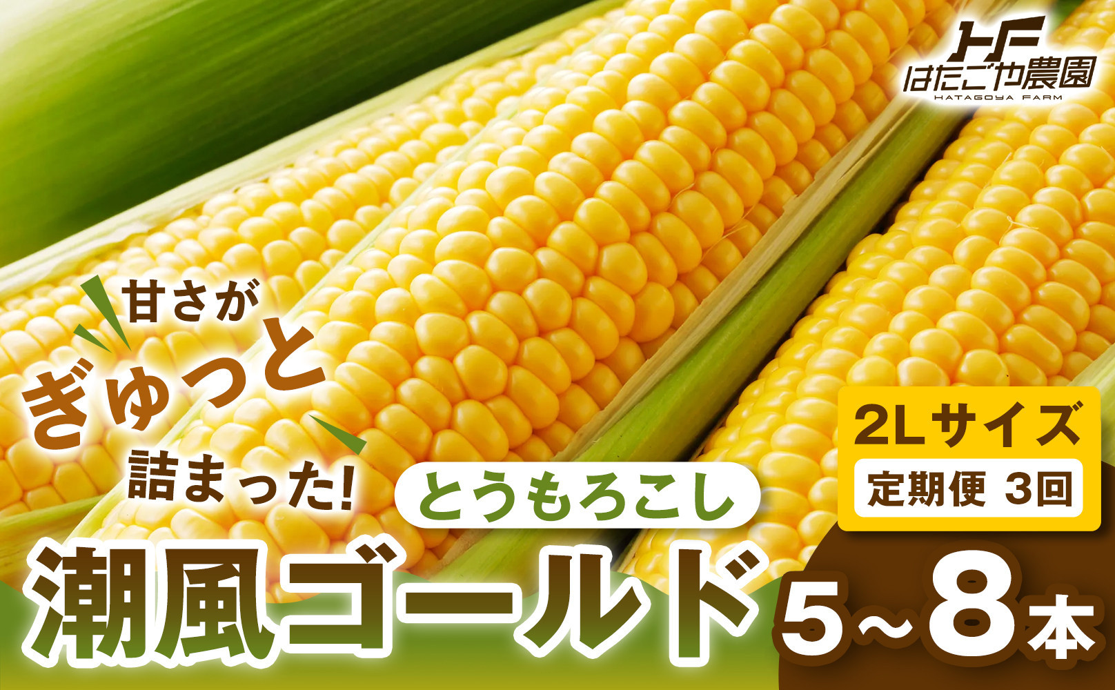 ［定期便・全3回］［夏の味覚］潮風ゴールド 2Lサイズ 5～8本 1セット とうもろこし トウモロコシ ゴールドラッシュ 黄色 潮風ゴールド スイートコーン 茹でとうもろこし BBQ 焼き肉 白浜町