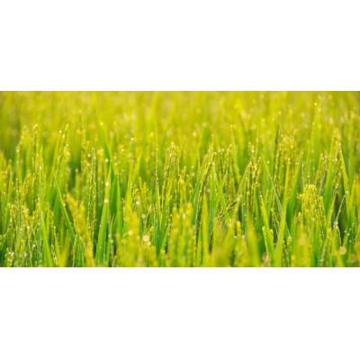 ふるさと納税 池田町 長野県産コシヒカリ5kg(無洗米) |  | 02