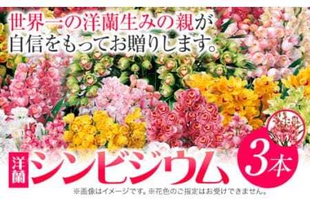 洋蘭 シンビジウム  3本 《2025年12月上旬‐2026年3月上旬頃出荷》株式会社 河野メリクロン あんみつ館 蘭 ラン 洋ラン シンビジューム 世界一 花 鉢 記念日 送料無料 徳島県 美馬市