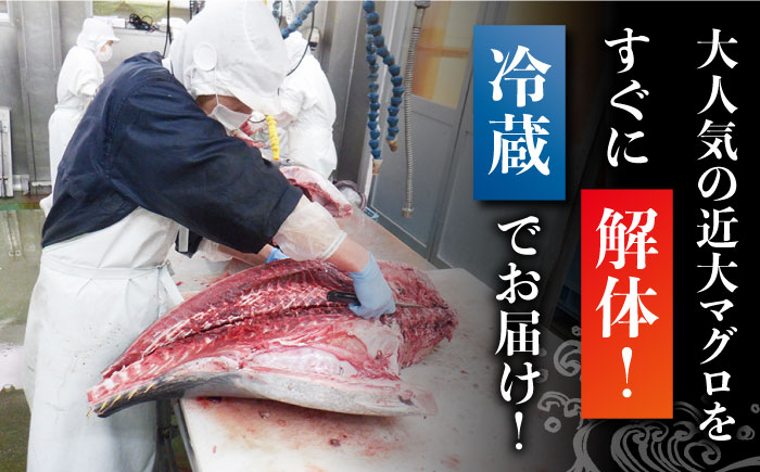 【数量限定！出荷日限定！新鮮マグロを解体→冷蔵でお届け！】長崎県五島産 近大マグロ 約500g (大トロ・中トロ・赤身) 刺身 お取り寄せ 高級 グルメ ギフト セット 海鮮 魚介 寿司 五島市/五島