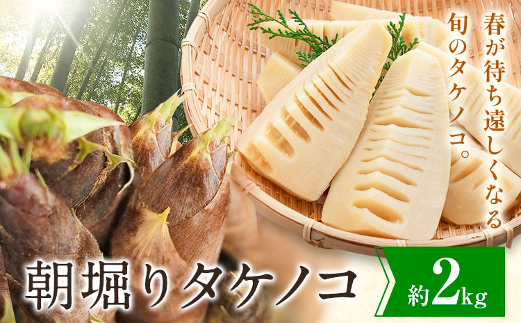朝掘りタケノコ 2kg 合同会社 原田山業《4月上旬-4月末頃出荷》 熊本県 菊池市 たけのこ タケノコ 朝掘り 一番掘り 春の味覚 旬 国産---098-2647---