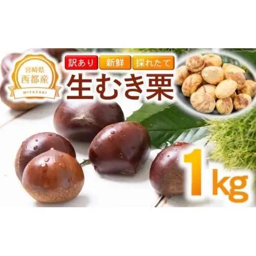 【訳あり】 新鮮朝どれ 国産生むき栗 1kg 西都市産【先行予約】＜49-7a＞