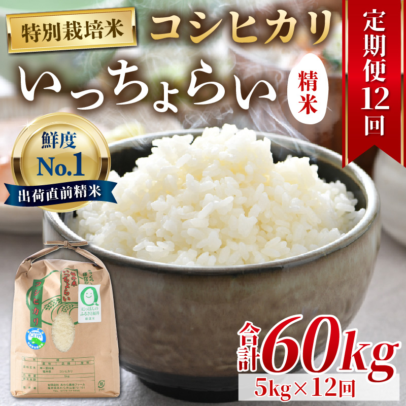 【9月下旬より発送開始】【令和6年産新米】【一等米】《定期便12回》特別栽培米 いっちょらい 精米 5kg（計60kg）／ 福井県産 ブランド米 コシヒカリ ご飯 白米 新鮮 大賞 受賞