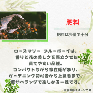 ローズマリー　ブルーボーイ ／ ローズマリー ブルーボーイ 植物 観葉植物 ハーブ 鉢植え