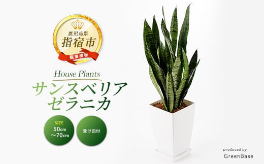 
            2025年6月中旬～発送【観葉植物】サンスベリア・ゼラニカ50cm～70cm(Green Base/014-1408) 南国鹿児島県で育った 観葉植物！植物 鉢付 インテリア 室内 オフィス おしゃれ プレゼント ギフト 開店祝い 移転祝い マイナスイオン【配送不可地域：北海道・沖縄県・離島】
          
