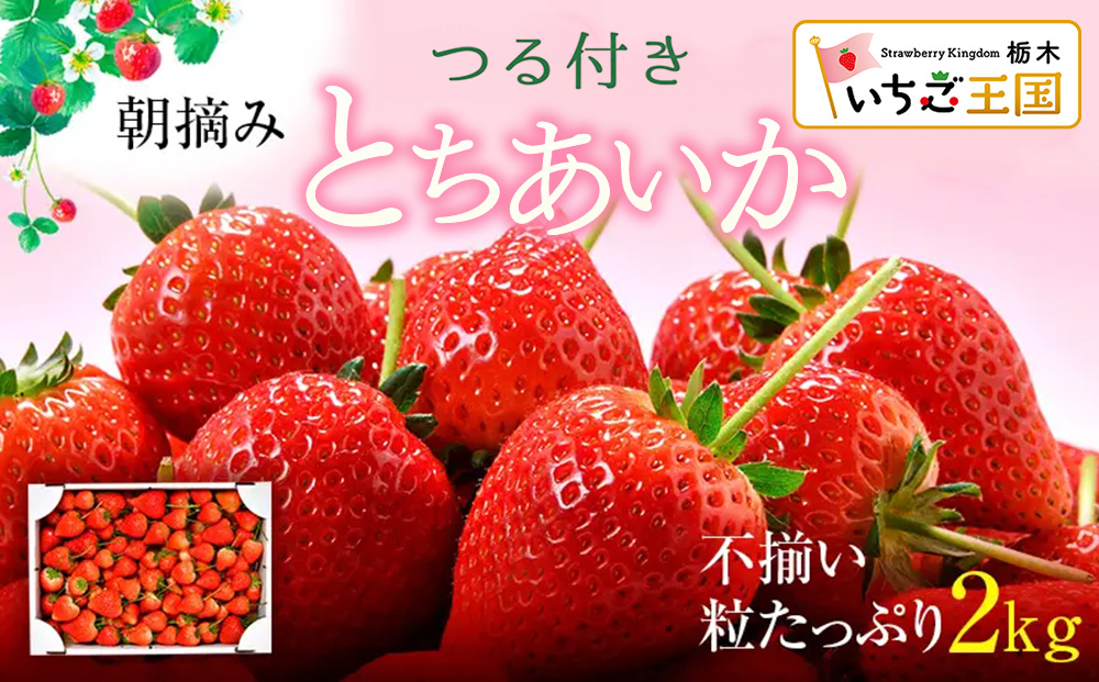 【訳あり】いちご とちあいか不揃い粒 2kg ※2027年5月中旬～発送