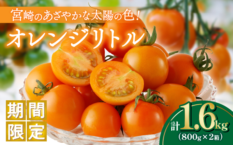 ≪期間限定≫オレンジリトル（計1.6kg）_T040-0015【ミニトマト 野菜 サラダ 国産 人気 ギフト 食品 とまと フルーツ 新鮮 お土産 送料無料 プレゼント】