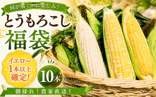 【先行予約】 【2026年11月~順次発送】 秋採れ 南国フルーツコーン福袋 10本  ( イエロー 、 ホワイト 、 バイカラー からランダム) | ゴールドラッシュ とうもろこし トウモロコシ コーン スイートコーン おまかせ 詰め合わせ 新鮮 朝採れ 期間限定 数量限定 産地直送 農家直送 甘い 激甘 皮付き 家庭用 BBQ バーベキュー キャンプ アウトドア 農園けんぴ 高知県 南国市
