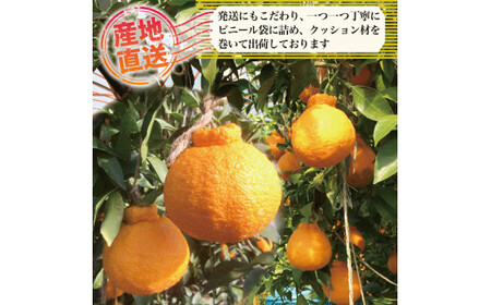果物 しらぬい 3kg Lサイズ 12玉入り 先行予約 令和 7年産 1箱 不知火 柑橘 阿波市産