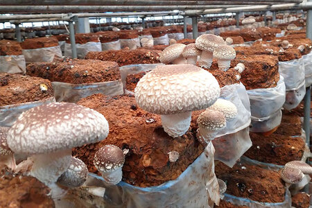 【2025年先行予約】新潟加茂の地酒マスカガミ飲み比べ300ml×3本と生しいたけ約500g 《10月下旬～順次発送》 日本酒