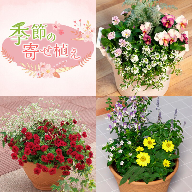 【ふるさと納税】季節の寄せ植え　花 寄せ植え 鉢植え 玄関 鉢花 ガーデニング フラワー ギフト 寄植え