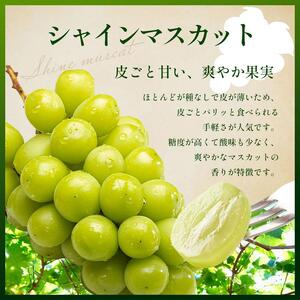 【ご家庭用】【先行予約】シャインマスカット 約 2kg【9月下旬頃～発送予定】| 果物 くだもの フルーツ 葡萄 ぶどう ブドウ マスカット シャイン マスカット 長野県 塩尻市