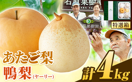 【先行予約】あたご梨 2～3玉 鴨梨3～7玉 計約4kg 石原果樹園 《11月中旬-12月下旬頃より発送予定》｜梨