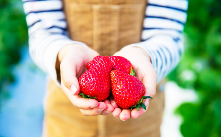 吉次いちご 24～33粒 700g以上【2026年1月上旬～3月下旬迄順次発送予定】果物 フルーツ イチゴ 苺