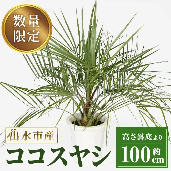 観葉植物 ココスヤシ 鉢底より高さ約100cm 観葉植物 【kurk PLANT LEATHER】 i906