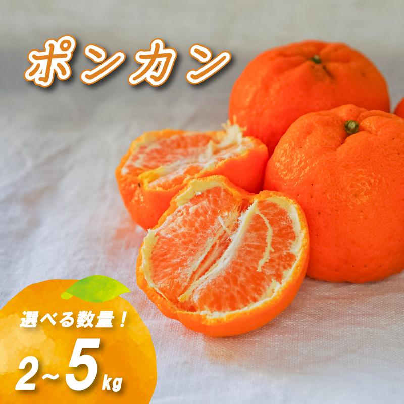 
            【2月中旬より発送】低農薬栽培ポンカン 2kg/5kg | 数量選択可 ぽんかん ポンカン みかん ミカン 蜜柑 柑橘 数量限定 愛媛県産 松山市 中島 低農薬 愛媛県
          
