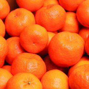 ［先行予約］厳選 ポンカン5kg+250g（傷み補償分）［IKE21］