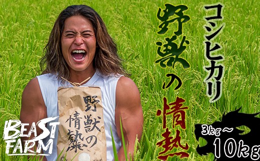 
                  【令和8年産 新米早期予約】 コシヒカリ 3kg 5kg 10kg から 選べる内容量 定期便 野獣の情熱 8月下旬より発送 国産 高知県産 白米 精米 ごはん お米 産地直送 井上農園 ビースト農園 新米コシヒカリ おすすめ 人気 ランキング 贈り物 高知県 須崎市
                