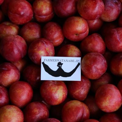 ふるさと納税 南陽市 【令和8年産先行受付】山形県産プラム『秋姫』1.2kg〜1.3kg(8〜12玉) 【S685】