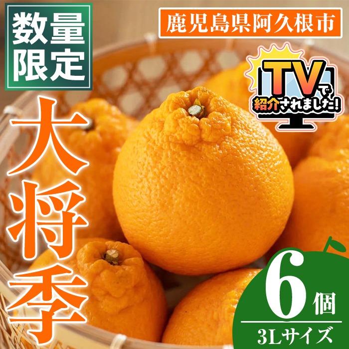 ＜先行予約受付中！2026年1月中旬以降順次発送予定＞数量限定！大将季 (6個・3Lサイズ) 柑橘 フルーツ 果物 国産 みかん 期間限定 不知火 しらぬい シラヌイ ミカン 【株式会社イロドリ】akn069-07