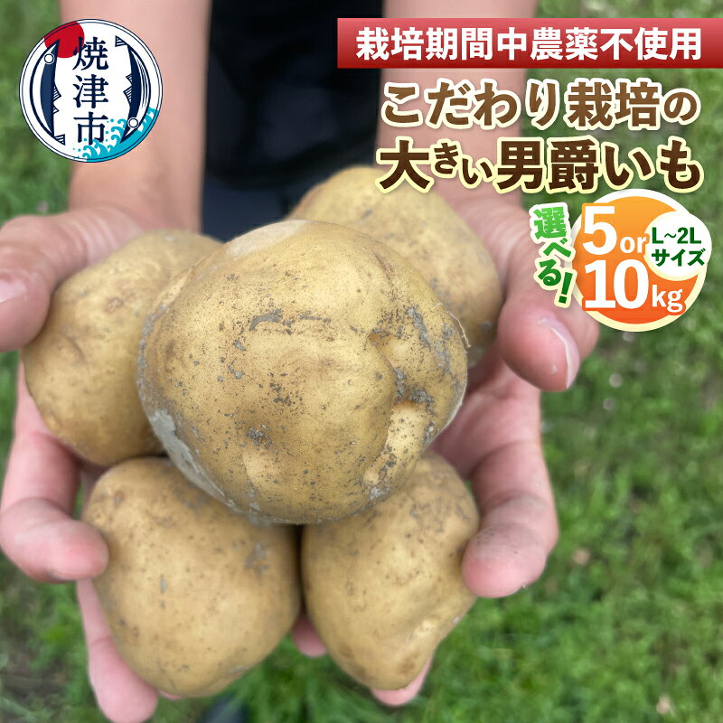 【ふるさと納税】 【選べる内容量】 個数限定 じゃがいも ジャガイモ 男爵いも 男爵 5kg 10kg L〜2Lサイズ 大きい 栽培期間中農薬不使用 こだわり栽培 新鮮 農家直送 使いやすい 料理 ジモベジ 焼津 a08-018 a11-221