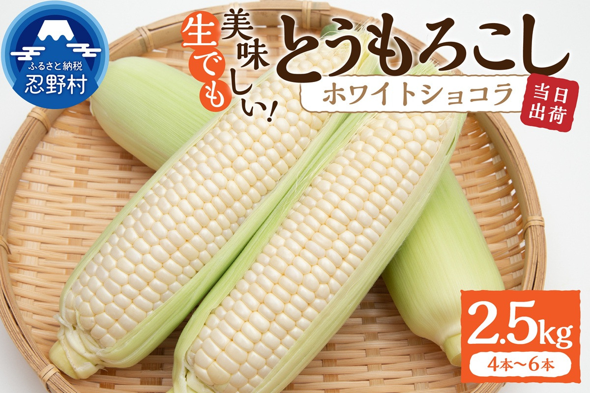 
            【2026年先行予約】富士北麓忍野村の気候、水、自然で作られた朝採りトウモロコシ《ホワイトショコラ》4本～6本（約2.5kg）
          