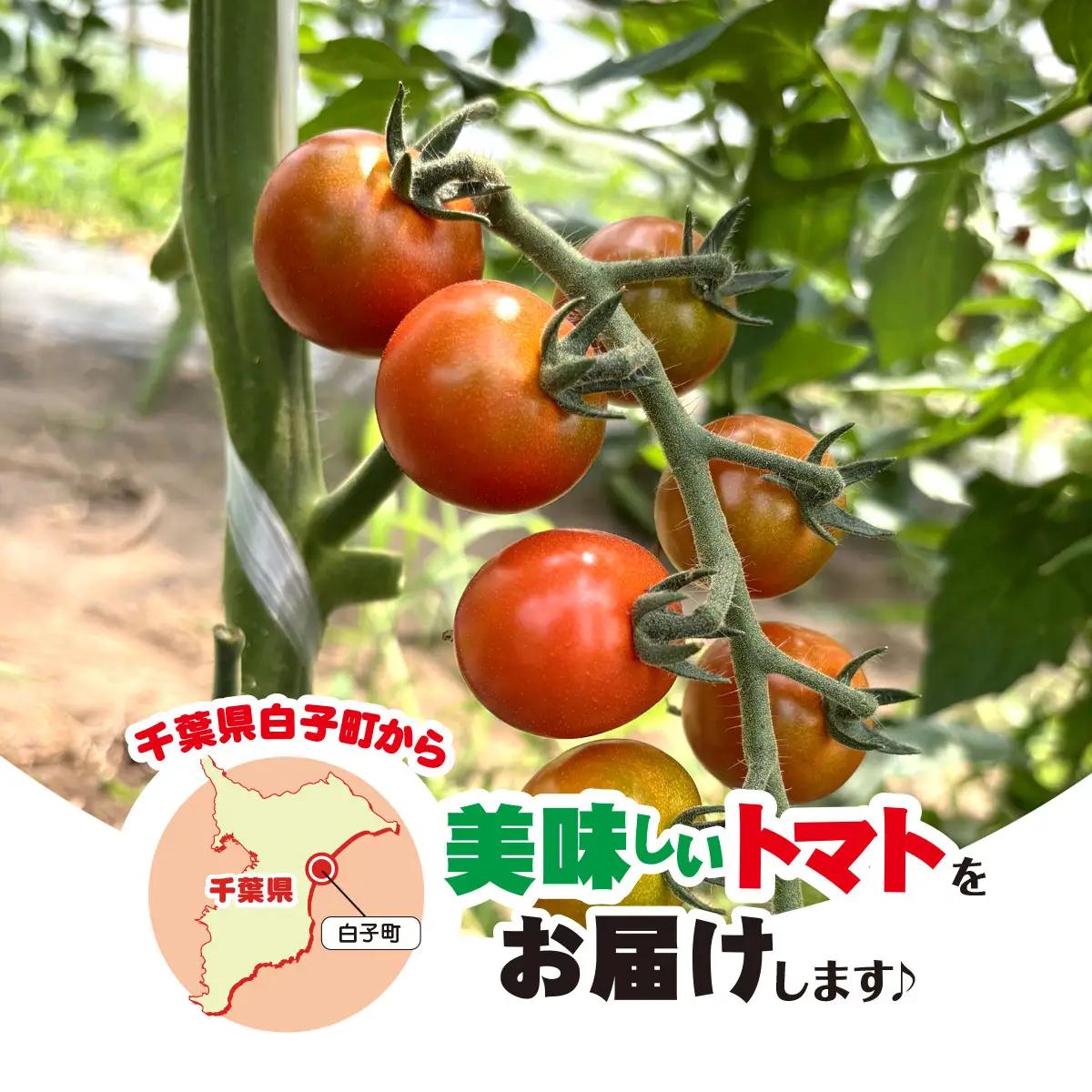 3色ミニトマト　1.5㎏ SHAK001