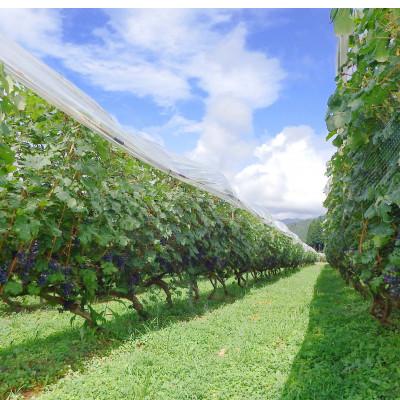 ふるさと納税 南魚沼市 【熟成の泡を日常に】南魚沼産カベルネ・スパークリング2021 ハーフ小瓶(375ml)6本セット |  | 01