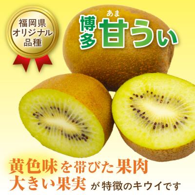 ふるさと納税 宗像市 福岡県ブランド!キウイフルーツ「博多甘うぃ」1箱約3.6kg【ほたるの里】_HA0434 |  | 01