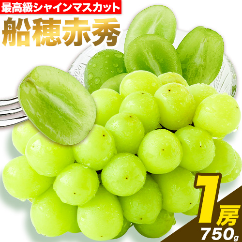 最高級 シャインマスカット [2026年先行予約] ぶどう 船穂赤秀 1房 750g 岡山県産《2026年9月上旬-10月末頃出荷(土日祝除く)》 ハレノフルーツ マスカット 送料無料 岡山県 浅口市 フルーツ 果物 贈り物 ギフト 国産 岡山県産【配送不可地域あり】