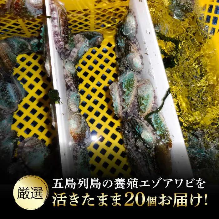 【全12回定期便】上五島産養殖ひとくちアワビ 活 厳選 20個 刺身 ステーキ 生[RAE008] アワビ あわび 定期便 アワビ あわび 定期便 アワビ あわび 定期便九州 長崎