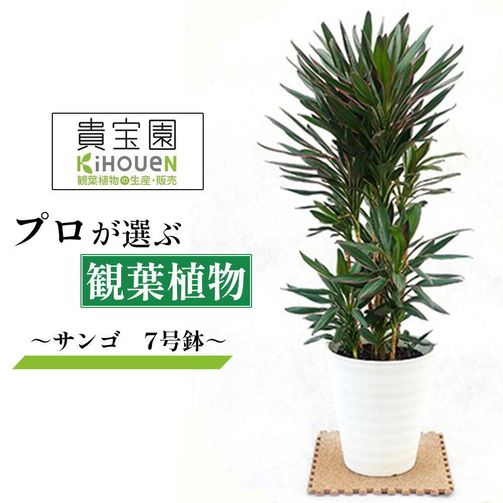 【ふるさと納税】プロが選ぶ観葉植物　～サンゴ　7号鉢～　【11246-0368】