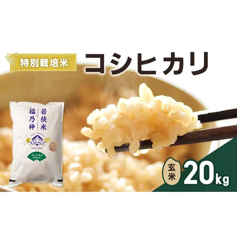 コシヒカリ 令和8年産 特別栽培 20kg コシヒカリ
