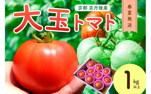 京丹後産 大玉トマト 1kg以上 春夏発送（2026年5月中旬～発送） トマト 大玉 大玉トマト ふるさと納税 野菜 お野菜 1kg 野菜 京野菜 生産者応援 農家応援 送料無料