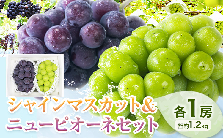 
                  【先行予約】シャインマスカット ＆ ニューピオーネ 各１房 計約1.2kg《9月中旬-10月上旬頃出荷》テレビせとうち株式会社 冷蔵 果物 ブドウ 送料無料 岡山県 浅口市 シャインマスカット【配送不可地域あり】
                