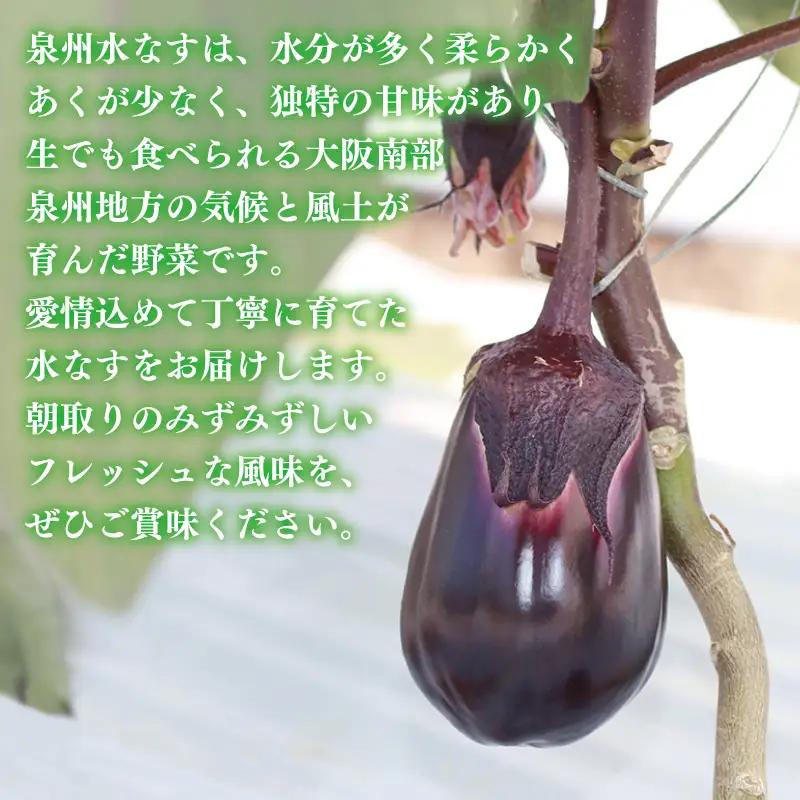 【お中元対応】泉州 泉佐野市産 ハウス水なす 6個