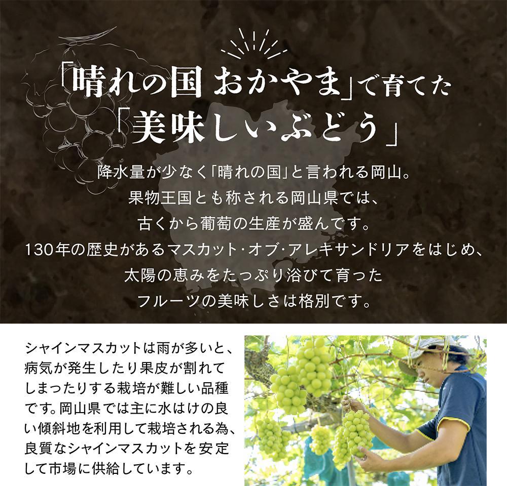 【先行予約　2025年9月上旬発送〜】岡山県産シャインマスカット 1.5kg（2〜3房）