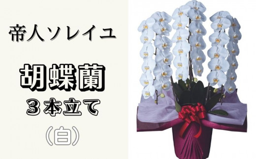 大輪 花数38輪以上 胡蝶蘭 3本立て (白)《30日以内に出荷予定(土日祝除く)》