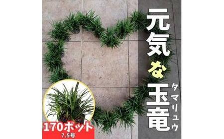 ＜産地直送＞元気なタマリュウ(7.5pot)170本セット[約4.25平方メートル]